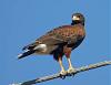 Worried about this hawk!-harrishawk.jpg