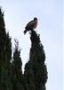 Worried about this hawk!-hawk1.jpg