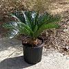 Dangers of sago palm plants to pets-sago-palm.jpg