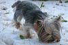 Do Yorkies like the water?-img_2056-reszd.jpg