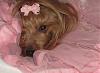 Tinkerbell's Gotcha Day!-kjc-tinkerbell-vdb-2013.jpg