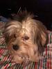 male yorkie hair styles...-finnegan-topknot-3-small.jpg