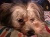 male yorkie hair styles...-finnegan-topknot-closeup.jpg