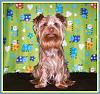 Do You Have A Yorkie That Rarely Barks ?-004ab.jpg