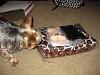 YorkieTalk Fundraiser Raffle 2013! RAFFLE TICKETS ON SALE NOW!-2-my-special-blankets-extra-presents.jpg