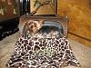 YorkieTalk Fundraiser Raffle 2013! RAFFLE TICKETS ON SALE NOW!-6-chillin-my-petflys-w-my-special-blanket.jpg