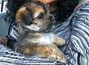 Is my yorkie puppy pure bred please help-image.jpg
