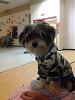 Yorkie or Morkie??-skeeter-10-months.jpg