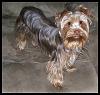 PHOTOS of 5lb Yorkies, anyone?-002-cropab.jpg