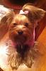 PHOTOS of 5lb Yorkies, anyone?-photo.jpg