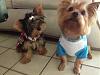 PHOTOS of 5lb Yorkies, anyone?-image.jpg