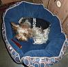 PHOTOS of 5lb Yorkies, anyone?-security2.jpg