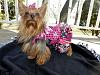 YorkieTalk Fundraiser Raffle 2013! RAFFLE TICKETS ON SALE NOW!-yazmin-divine-04-17-13-7.jpg