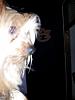 Alabama Yorkie Meet-up!-auburn-wall.jpg