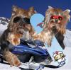 Jazzie & Jewel are Olympians!-snowboardj-jsm.jpg