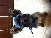 Cotton Coated Yorkshire terrier?-image.jpg
