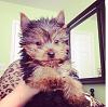Cotton Coated Yorkshire terrier?-58001_529340043789942_1438524858_n.jpg