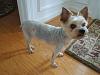My baby got a bad haircut -- and his whole body is WHITE!-picture-003-web.jpg