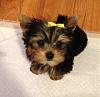 #stellatheyorkie-image.jpg