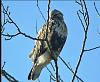 What is this!?-roughlegged-hawk1.jpg