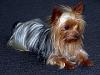 Do non-furry ears mean my Yorkie is a mix?-270071_10150223402521855_647431854_7155857_741861_n.jpg