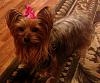 Do non-furry ears mean my Yorkie is a mix?-3f45b6e1cb9445ba14eec71ebbc6a4ab_zps1ec9769e.jpg