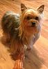 Do non-furry ears mean my Yorkie is a mix?-0225802f2596b45430fa855f88049df0_zps599f6f90.jpg