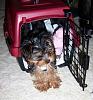 Confused?? (Doggie Playpen or Crate)-bella-crate.jpg