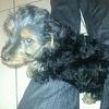 Is my Yorkie purebred?  He's a 2 month old Male,  thanks in advance!-rps20130424_233057.jpeg