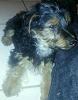 Is my Yorkie purebred?  He's a 2 month old Male,  thanks in advance!-rps20130424_233126.jpeg