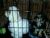 Is my Yorkie purebred?  He's a 2 month old Male,  thanks in advance!-rps20130425_210150.jpeg