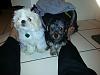 Is my Yorkie purebred?  He's a 2 month old Male,  thanks in advance!-t-j-3.jpeg