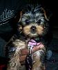 Is my Yorkie purebred?  He's a 2 month old Male,  thanks in advance!-bella-8-weeks.jpg