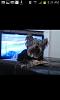 Is my Yorkie purebred?  He's a 2 month old Male,  thanks in advance!-rps20130426_015356.jpeg