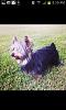 Is my Yorkie purebred?  He's a 2 month old Male,  thanks in advance!-rps20130426_015340.jpeg