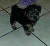 Is my Yorkie purebred?  He's a 2 month old Male,  thanks in advance!-rps20130426_175359.jpeg
