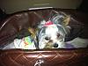Happy Gotcha Day Curri Bee!-curri-day-one-large-resize-.jpg