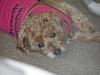 Bently 4 weeks and 4 days!!-sam_1354.jpg