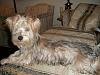 Is my Yorkie purebred?  He's a 2 month old Male,  thanks in advance!-bear.jpg