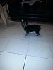 Is my Yorkie purebred?  He's a 2 month old Male,  thanks in advance!-jax-2.jpeg