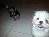 Is my Yorkie purebred?  He's a 2 month old Male,  thanks in advance!-toby-jax-2-.jpeg