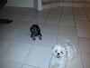Is my Yorkie purebred?  He's a 2 month old Male,  thanks in advance!-toby-jax-.jpeg