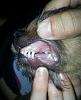 Is my Yorkie purebred?  He's a 2 month old Male,  thanks in advance!-rps20130501_213435.jpg