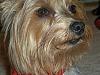 Is my Yorkie purebred?  He's a 2 month old Male,  thanks in advance!-102_5332.jpg