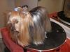 Let's I.D Bumper! Is she a Silky or Yorkie??-cimg7894.jpg