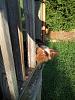 Puppy Proofing my Balcony.-just-hanging-out.jpg