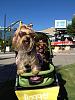 Show Me Your Strollers!-377371_452202401487135_2110974080_n.jpg