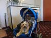Show Me Your Strollers!-226284_204152532958791_1736102_n.jpg