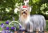 how to tell the difference between a silky terrier and a yorkie?-yorkshire_terrier.jpg