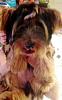 I am trading in my miniature sheepdog today for a yorkie!!-image.jpg